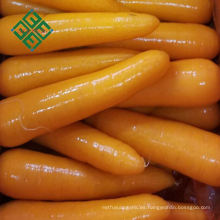 Zanahoria fresca zanahoria especificación para el mercado de Oriente Medio